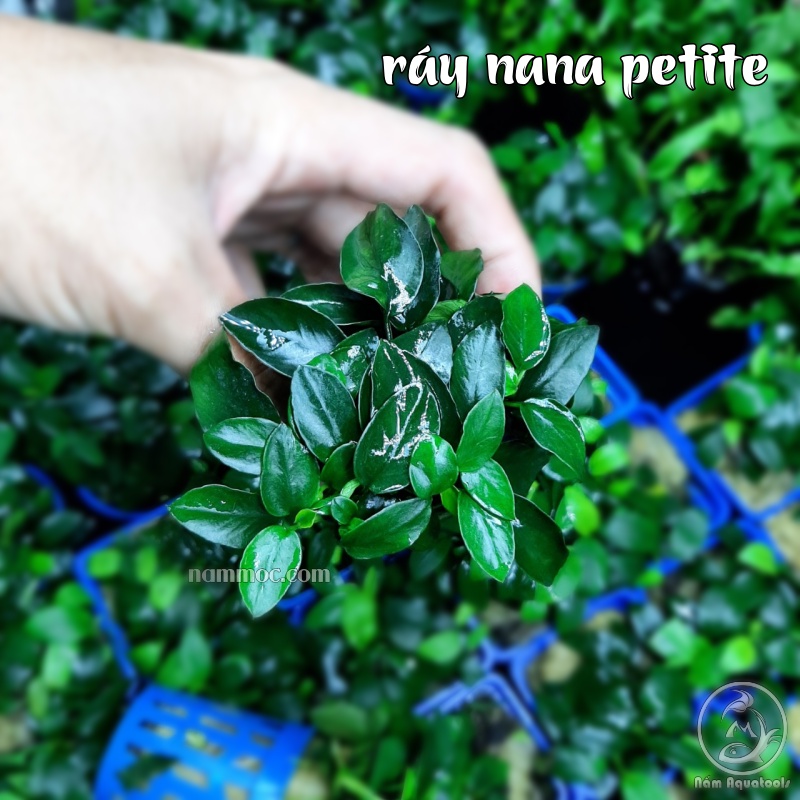 Cây Ráy Nana Petite | Ráy Petite Thuỷ Sinh Cực Đẹp - Không Yêu Cầu Cao - Chơi Cực Bền