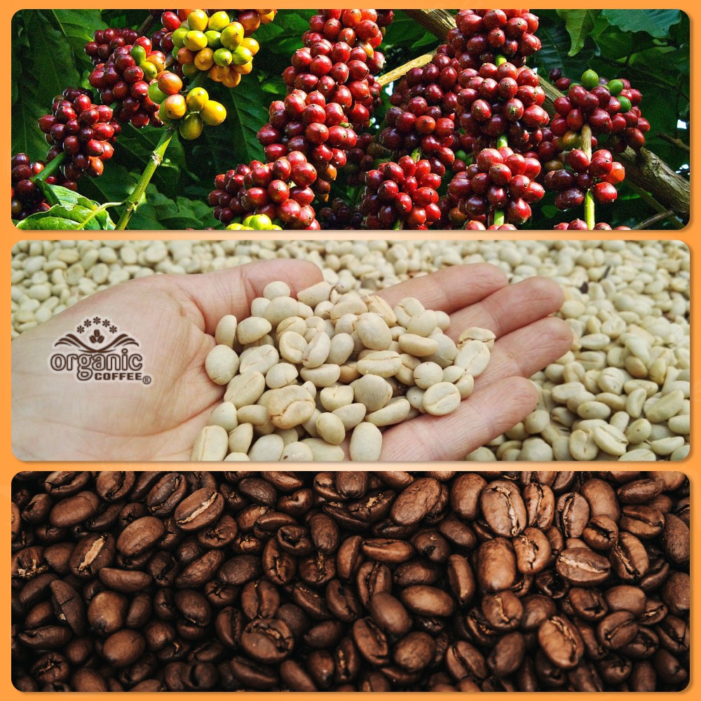 Cà Phê Pha Phin Mix cafe Ara Robus Gói 500gram - Loại ngon phải thử – VN2 - Organic Cofee