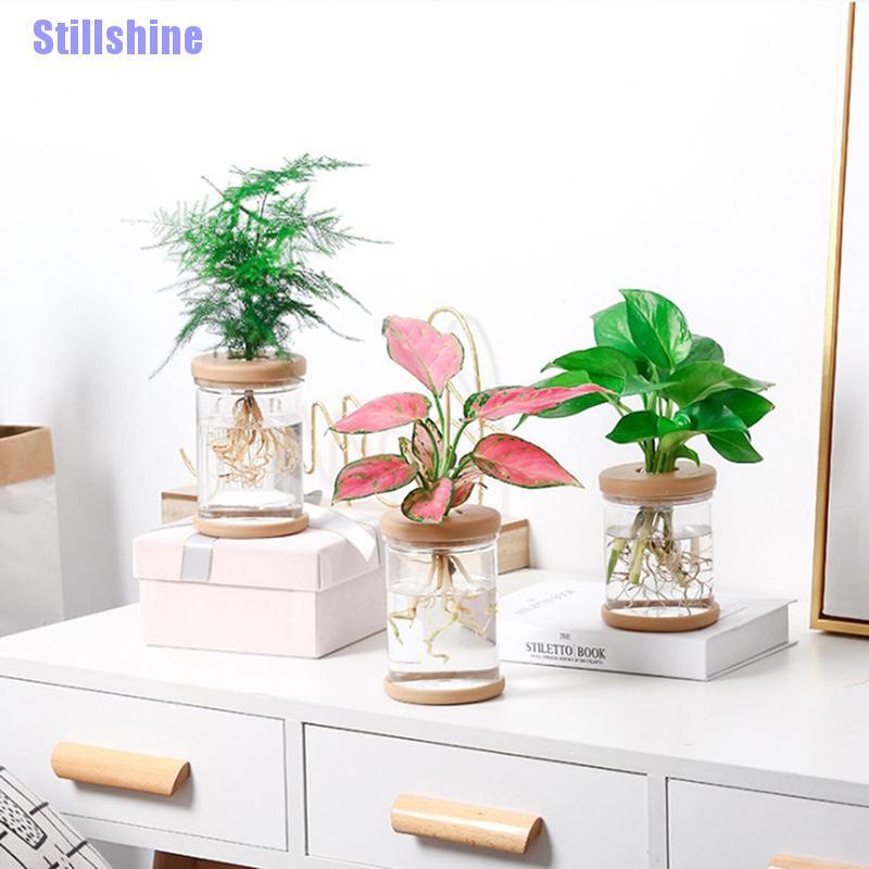 Chậu Cây Thủy Canh Bằng Nhựa Trong Suốt Thấm Hút Nước