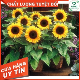 🌻20h_hạt giống hướng dương lùn🌻