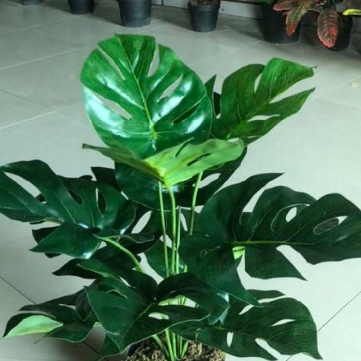 💥 Cây giả - Cây lá rùa nhựa trang trí để bàn, trang trí nhà đẹp cao 45cm - LC2026-2