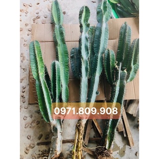 Xương rồng trụ ( loại 0,7-1mét, loại nhiều nhánh )