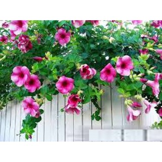 cây hoa leo HUỲNH ANH (KHUYÊN VÀNG) - BẦU CÂY GIỐNG - HOA TÍM - ĐẸP RẺ