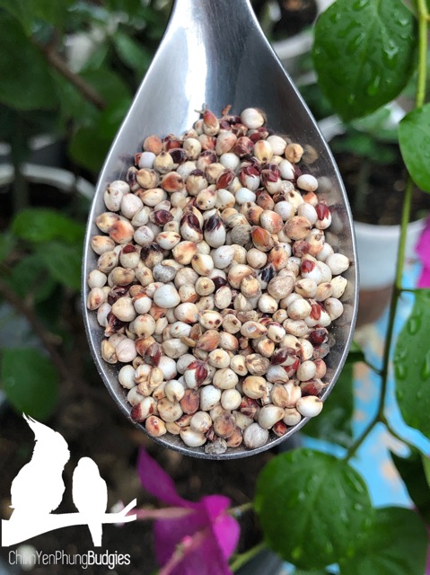 1kg hạt bo bo trắng (ý dĩ)