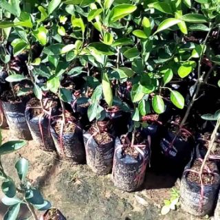Cây cam cara ruột đỏ không hạt.