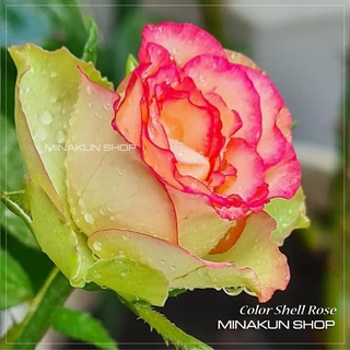 Hoa hồng ngoại Color Shell Rose hai màu cực đẹp - MinaKun Shop