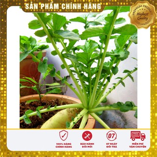 Hạt Giống Củ Cải Trắng(20gr)