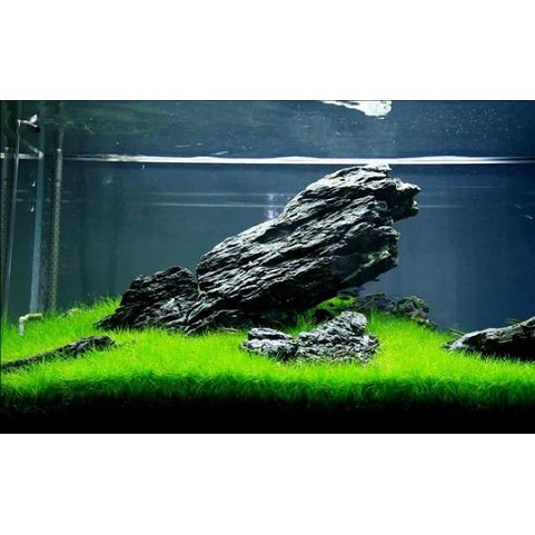 Cây Thủy Sinh: Cỏ Ngưu Mao Chiên Dùng Để Trải Nền Bể Thủy Sinh