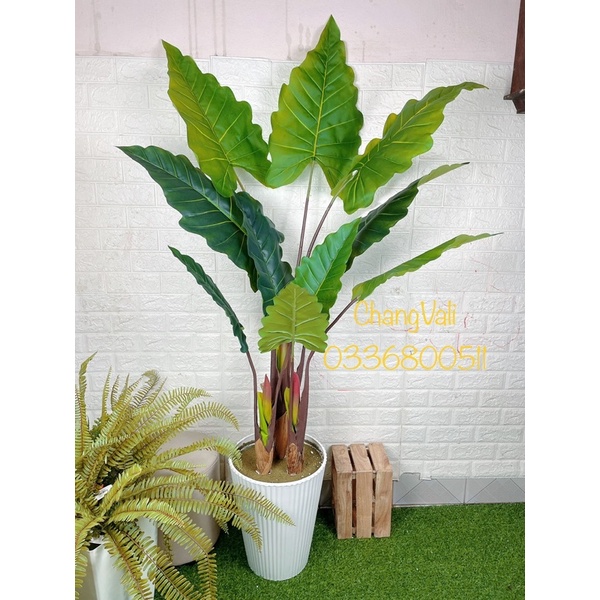 Cây giả-Cây Tai Voi Nam Phi loại cao cấp ,decor cực đẹp