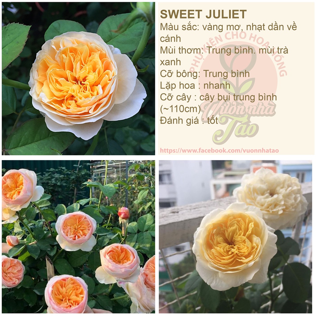 Hoa hồng ngoại Juliet- hoa hồng triệu đô