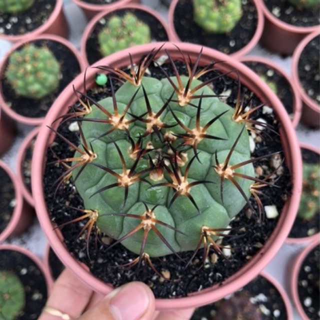 Xương rồng tân thiên địa 7cm