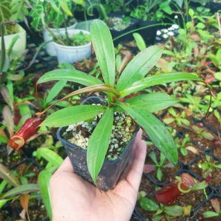 Cây bắt côn trùng, cây nắp ấm N. mirabilis x belli