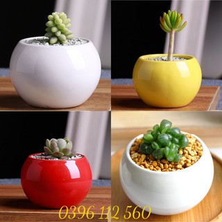 Chậu Trồng Cây Mini Hình Trứng Trồng Sen Đá Size 12.5 Cm