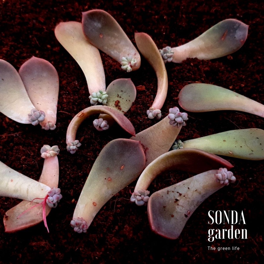 5 lá mầm sen đá hồng quế SONDA GARDEN, xuất xứ Đà Lạt, khoẻ đẹp, lỗi 1 đổi 1