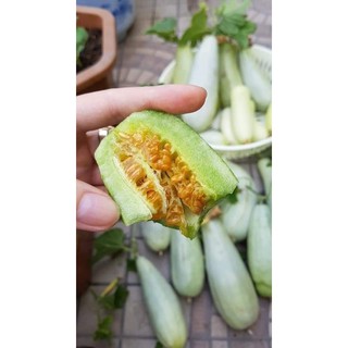 HẠT GIỐNG DƯA LÊ CHUỐI