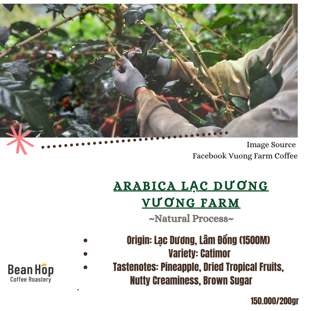 Cà phê Arabica Lạc Dương Vương Farm Natural Rang Light Pha Cold Brew Pour Over Pha thủ công