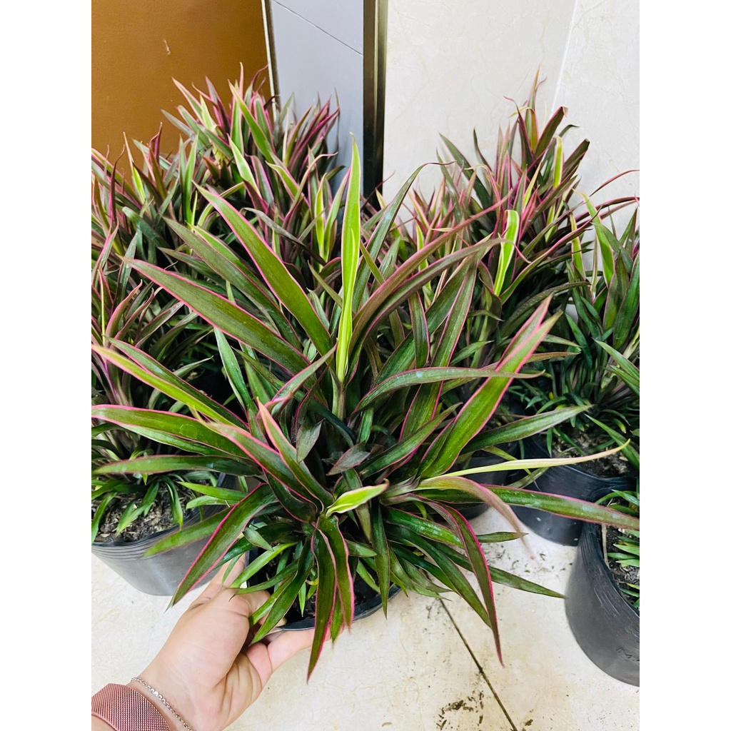 CÂY ÁNH DƯƠNG , , cây giống cảnh sân vườn trang trí lối đi, ban công GIÁ RẺ, Cây Tươi Nguyên