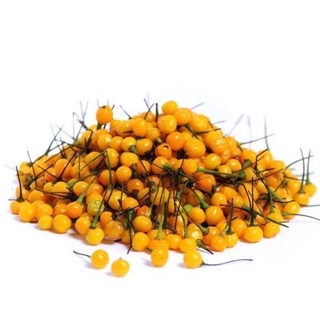 Hạt giống Ot Peru Aji Charapita & Các Loại Ớt Ngoại Nhập nảy mầm 90%