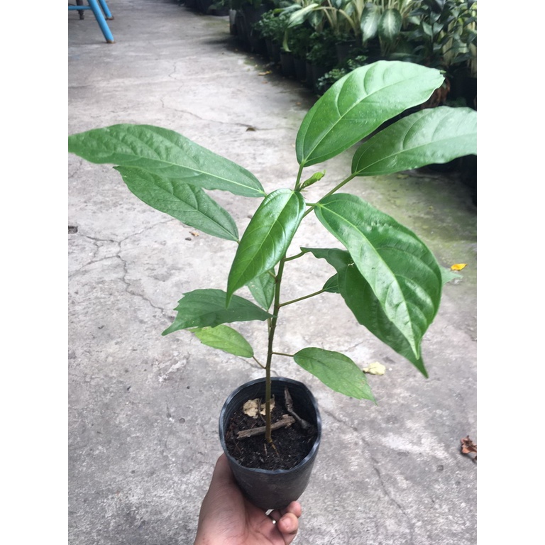 Cây sung nếp con giống