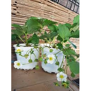 Cây  giống dâu tây bạch tuyết (dâu tây hoa hồng) thơm mùi dứa