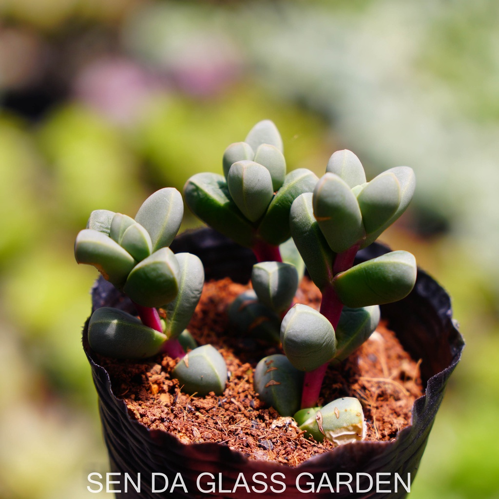 Sen đá lá tim bầu nhỏ 7cm GLASS GARDEN, sen đá đà lạt, Khỏe, dễ trồng.