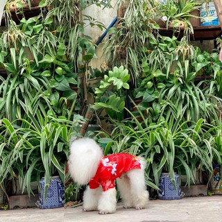Áo Gấm Tết cho chó mèo