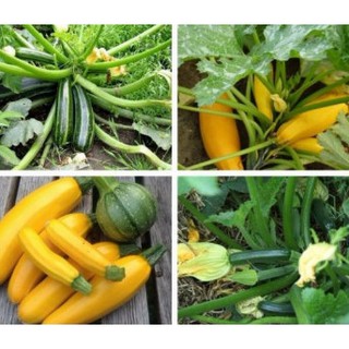 5 Hạt Giống Bí Ngòi Dễ Trồng, Năng Suất Cao (xanh và vàng)