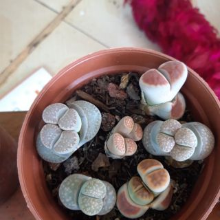 Sen mông .1 chậu  6 con chỉ 110k