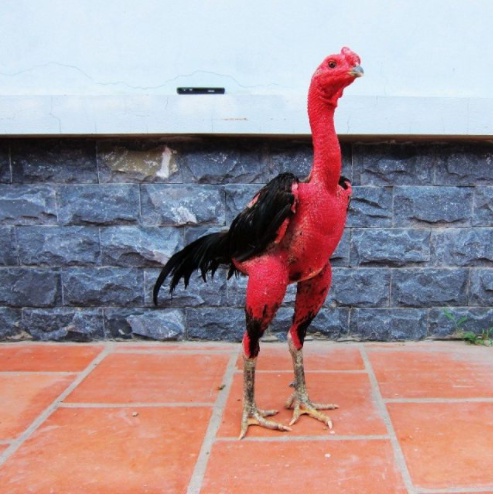 Tạ Chân Cho Gà Chọi, Tạ Đeo Chân Tập Lực Cho Gà