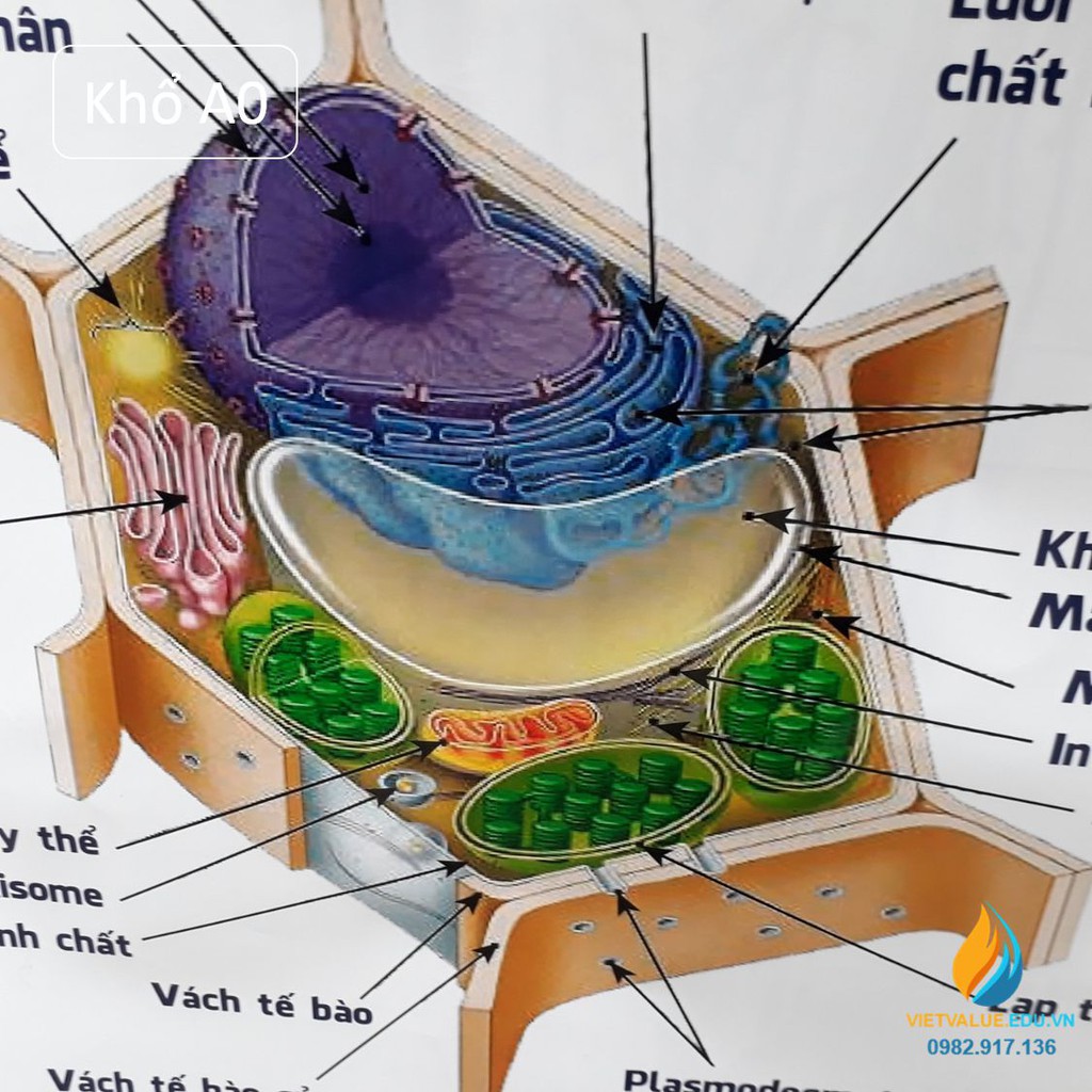 Giảm giá Poster cấu trúc tế bào động vật- thực vật, tranh ảnh sinh ...