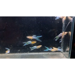 Blue Endler 7 màu guppy đẹp, siêu khoẻ, thich hợp mọi môi trường