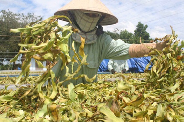 Trinh nữ hoàng cung khô