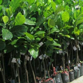 cây mít không hạt