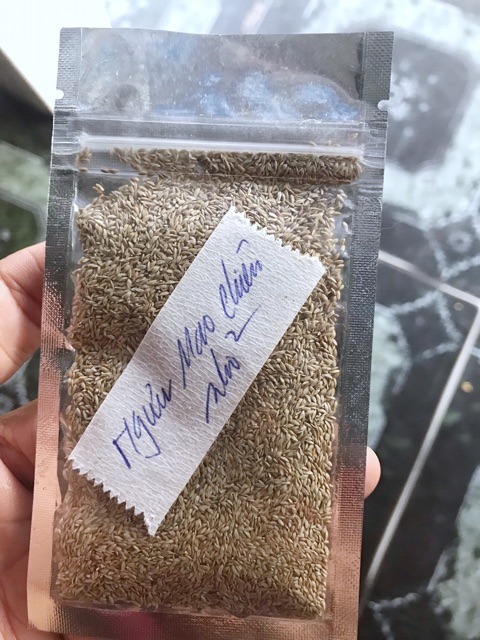 HẠT GIỐNG THỦY SINH NGƯU MAO CHIÊN LÙN 10g