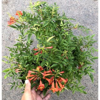 Chậu cây hoa Đăng Tiêu