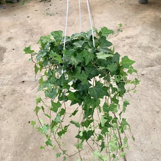 Cây thường xuân leo cực dài 30cm, cây phong thuỷ xua đuổi điều xấu mang đến bình an và may mắn, trồng trang trí nội thất