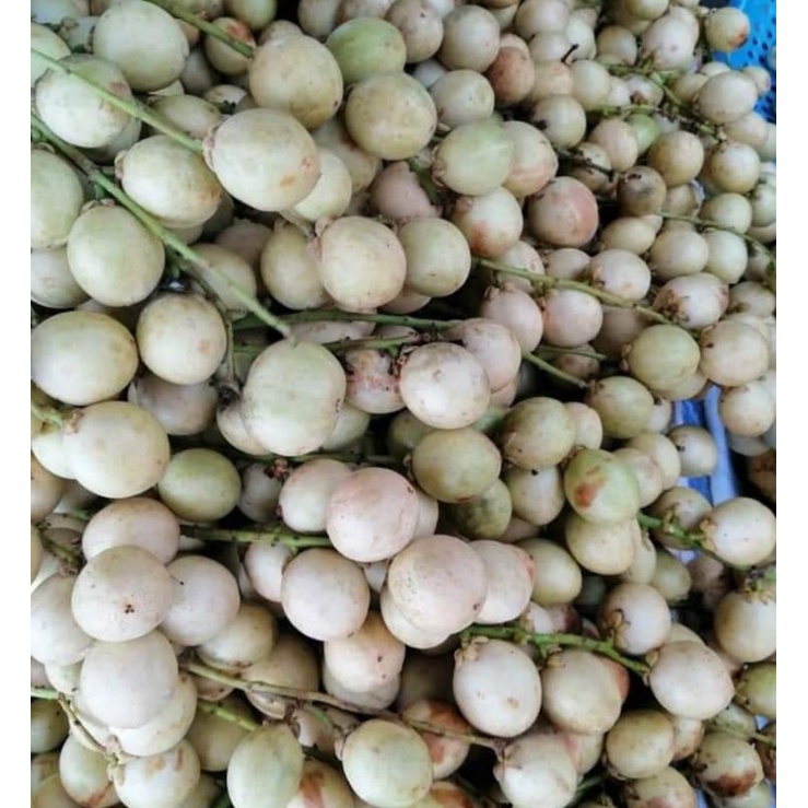 Cây dâu hạ châu cao 50cm