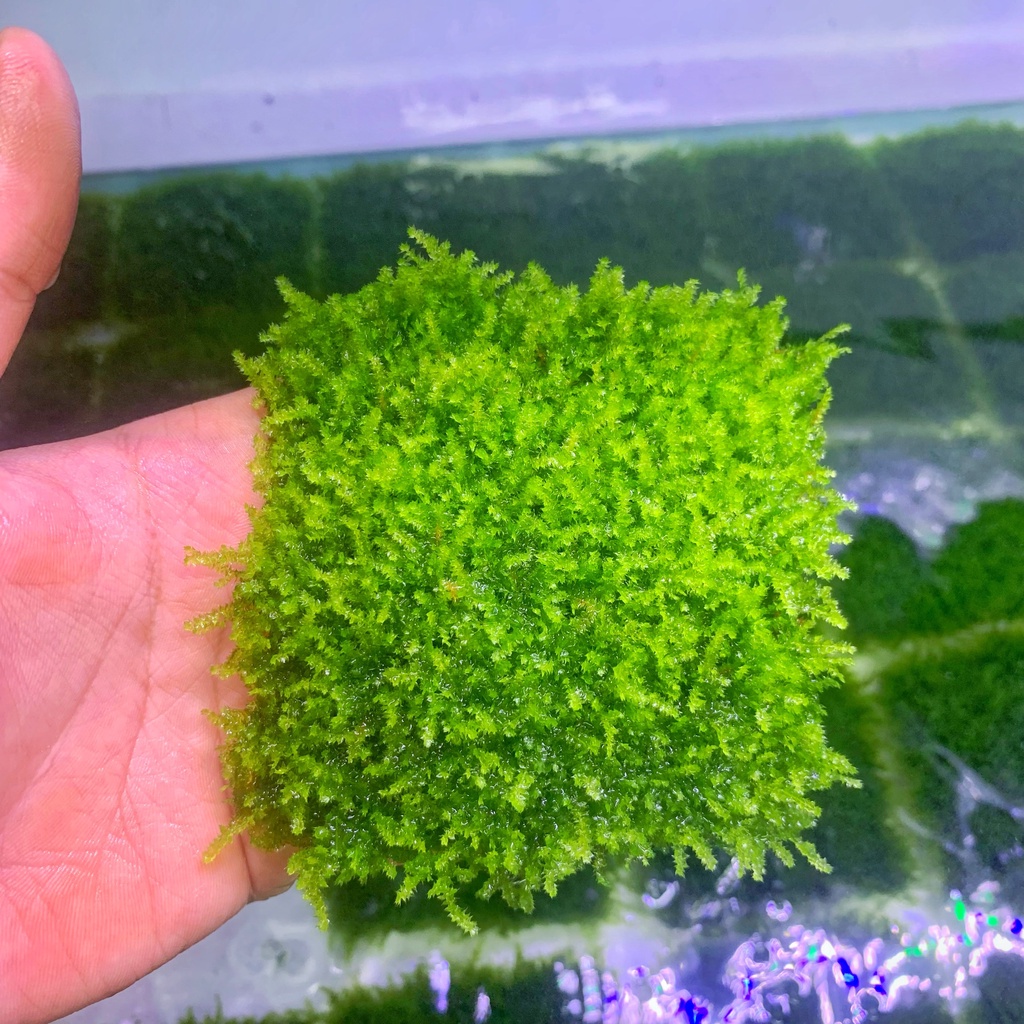 Rêu MiniTaiwan / Mini Taiwan