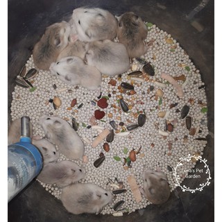 cát san lót chuồng cho Hamster