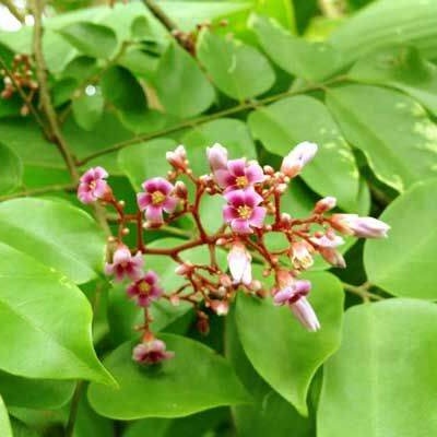 01KG Lá Khế Tươi a7