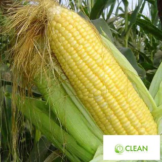 Hạt giống Bắp ngọt, Bắp Mỹ