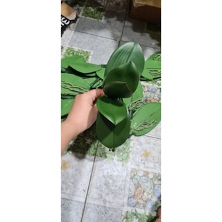 lá lan cao su cao cấp SL1921