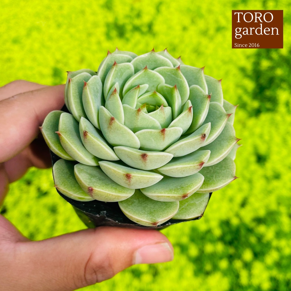 Sen đá vân mai Đà Lạt size bé cây cảnh trang trí nhà cửa Toro garden