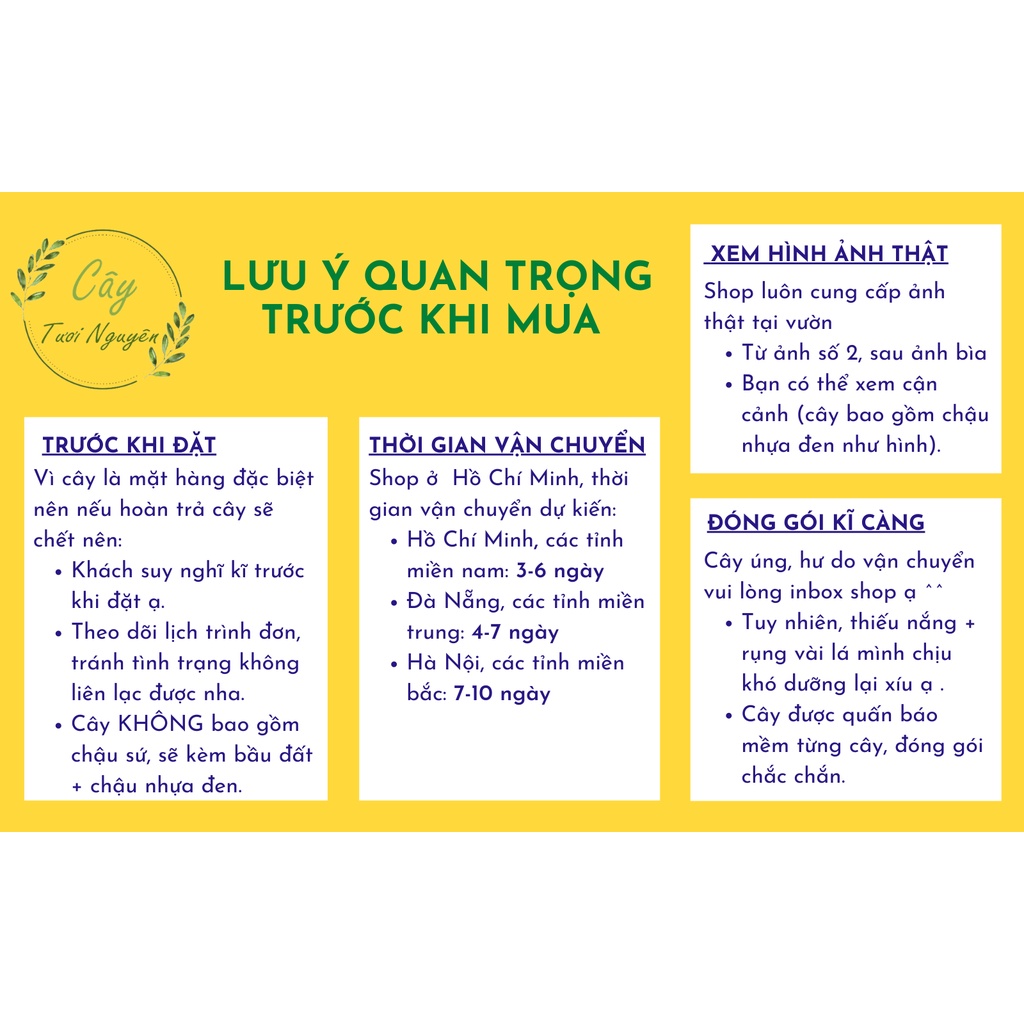 CÂY CAU TIỂU TRÂM, , cây phong thủy hút tài lộc để bàn mini GIÁ RẺ, lọc không khí,