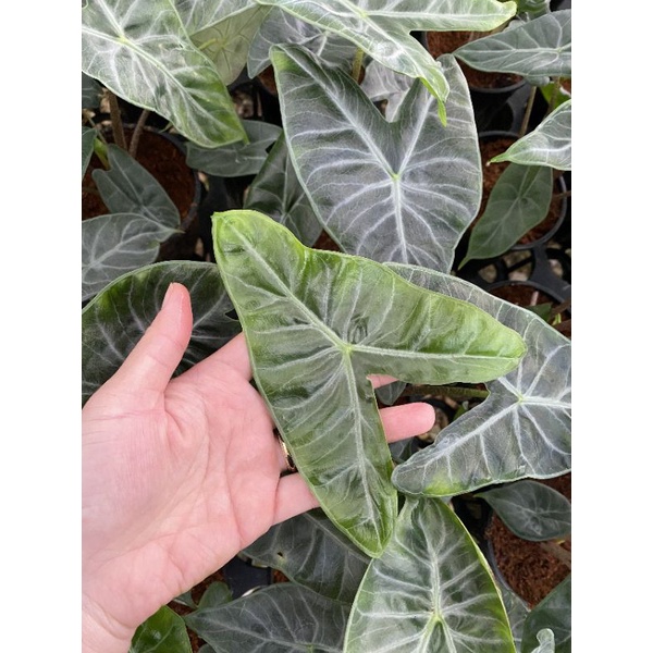Chậu cứng alocasia ivory coast