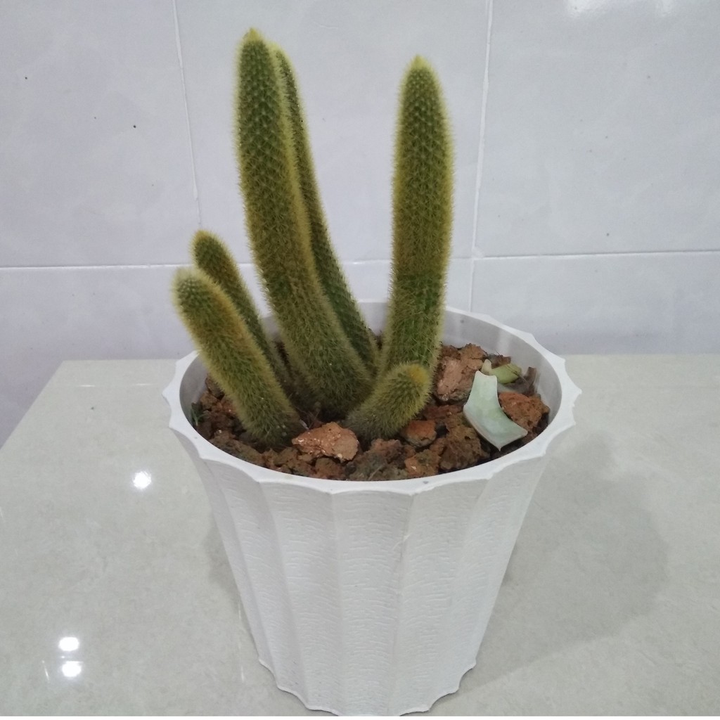 Xương rồng đuôi khỉ - size đại