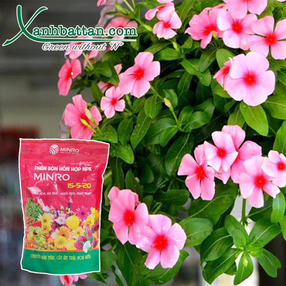 Phân bón NPK Kích thích ra hoa và đậu quả MINRO 15-5-20 200 gram