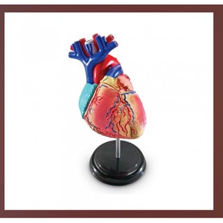 Mô hình tim người