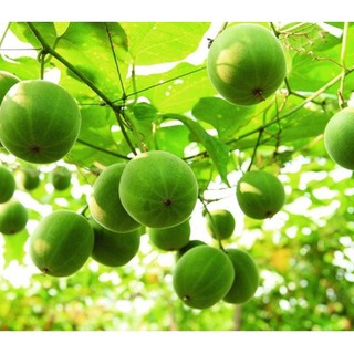 Hạt giống la hán quả