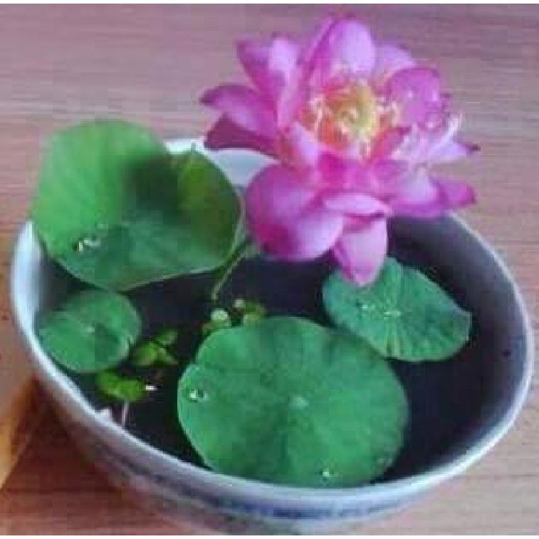 Hạt giống sen mini nhật nhiều màu - 1 gói 5 hạt